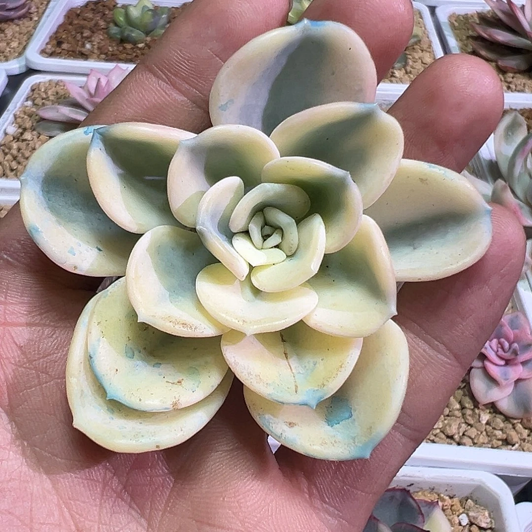 美尻锦多肉植物白白