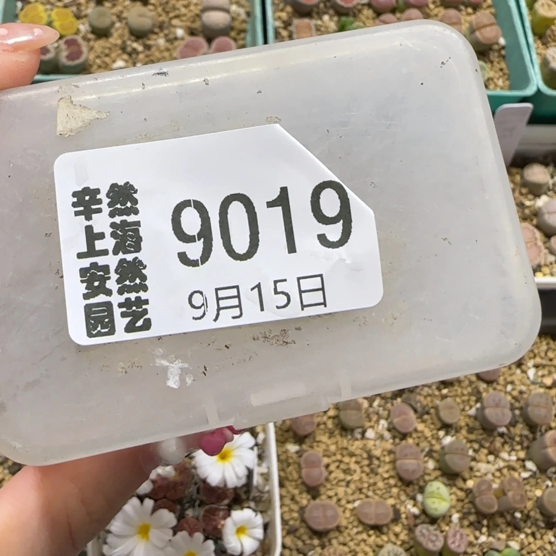 星****9.15。  星星专拍。 9019