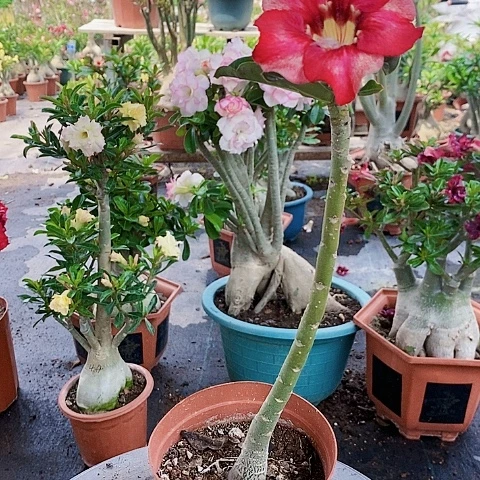 【闪购商品】无花朵振*峰绿植