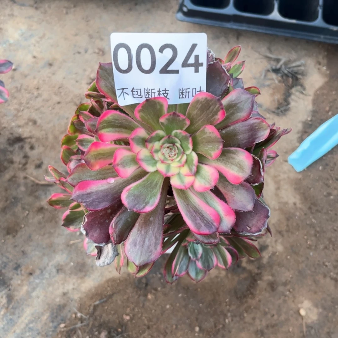 烟花老桩，脱土发货