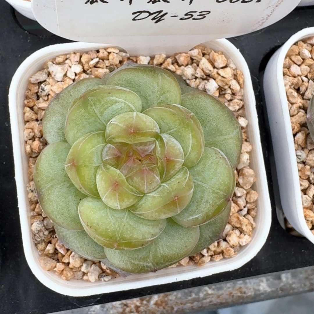 0627-053-小红花单头