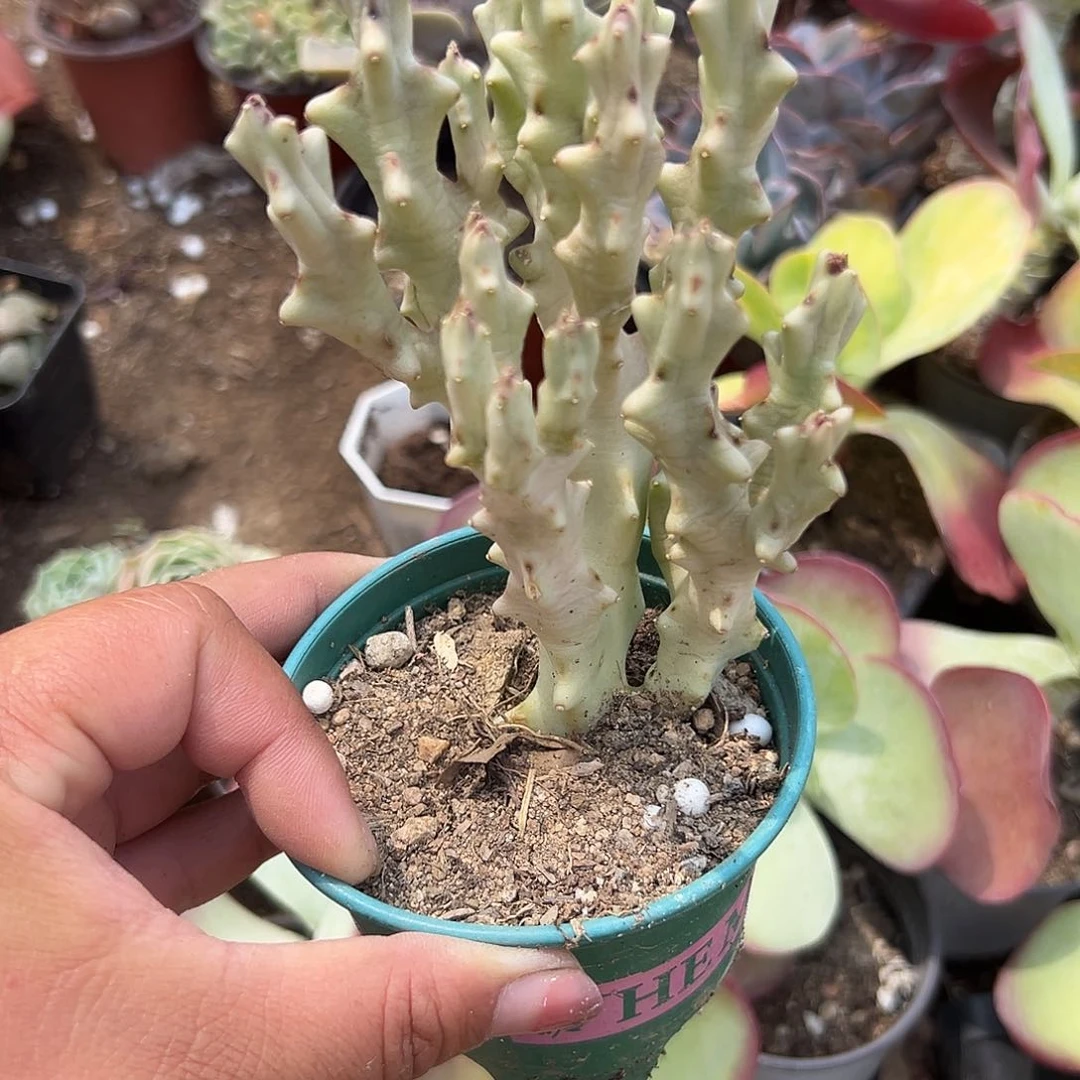 多肉植物多肉植物