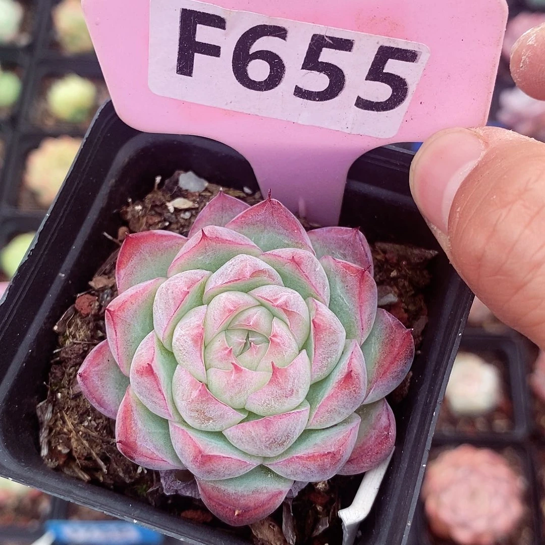 不知名6cm多肉植物