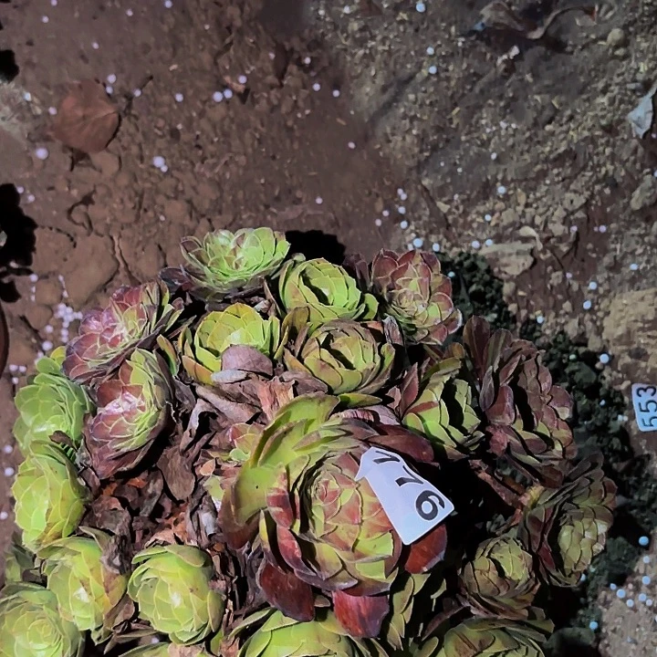 776花月夜多肉植物不售后