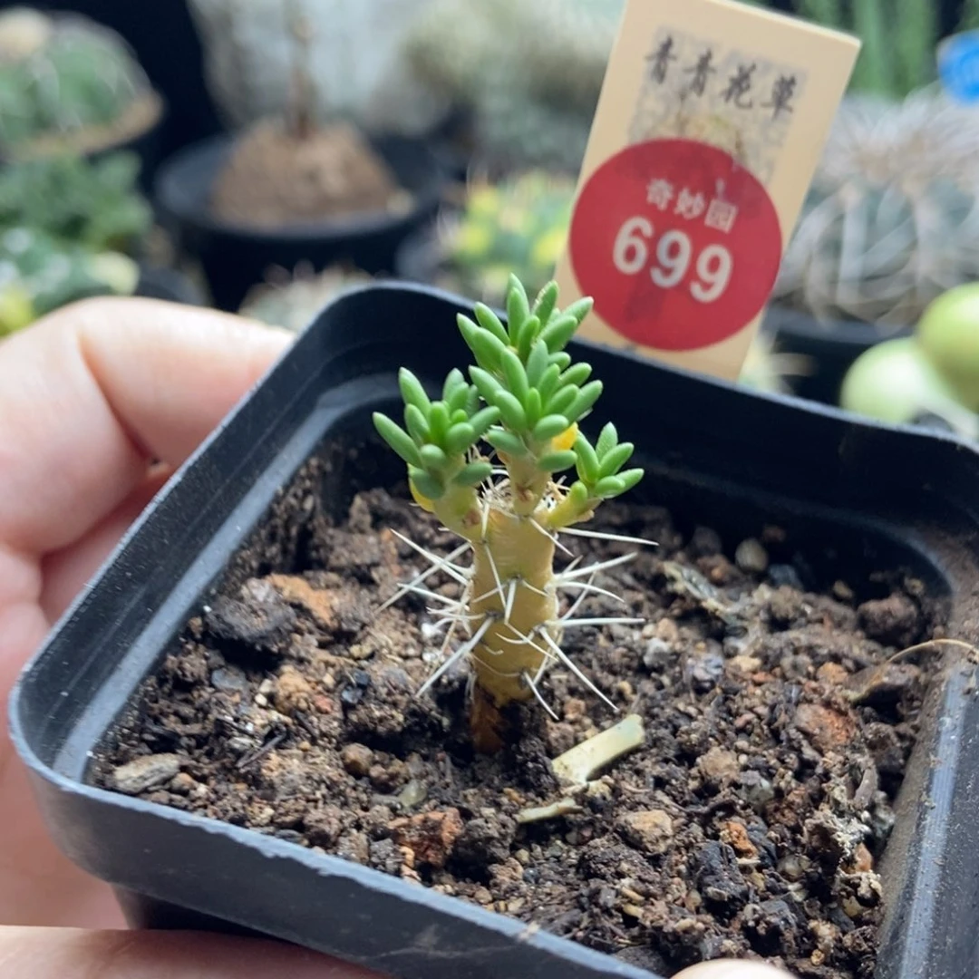 迪吹一棵仙人球36880