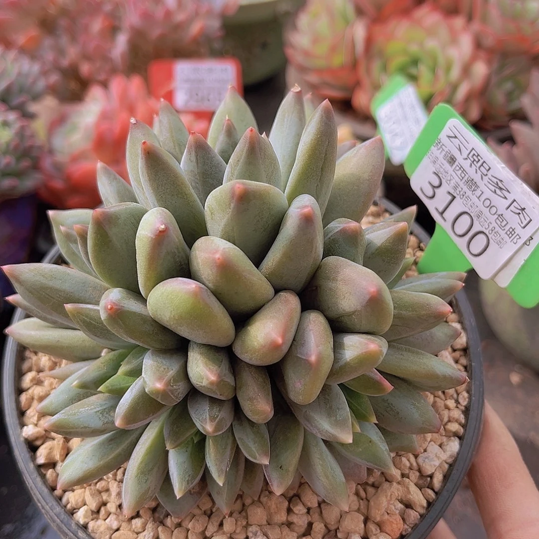 3100重楼美人多肉植物