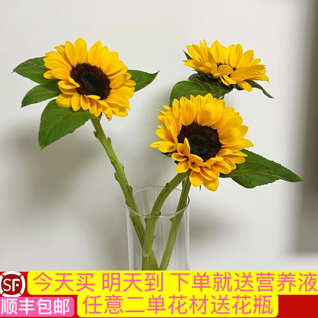 3支黑心向日葵中花鲜花（发货是花苞，需要自己醒花养护）今天买明天到顺丰包邮送花上门