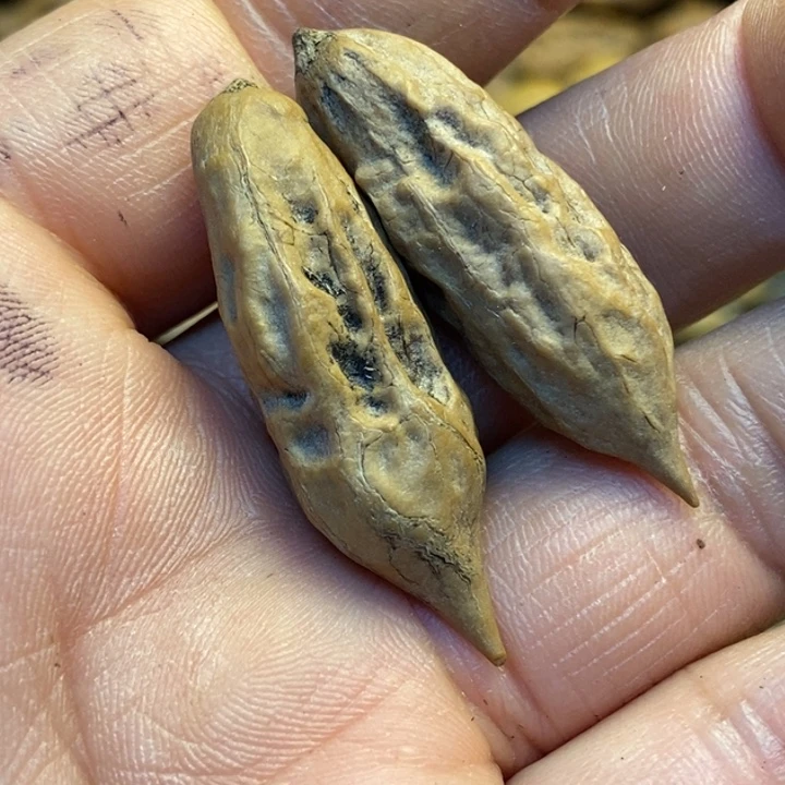 桃核吊坠娜姐真的208