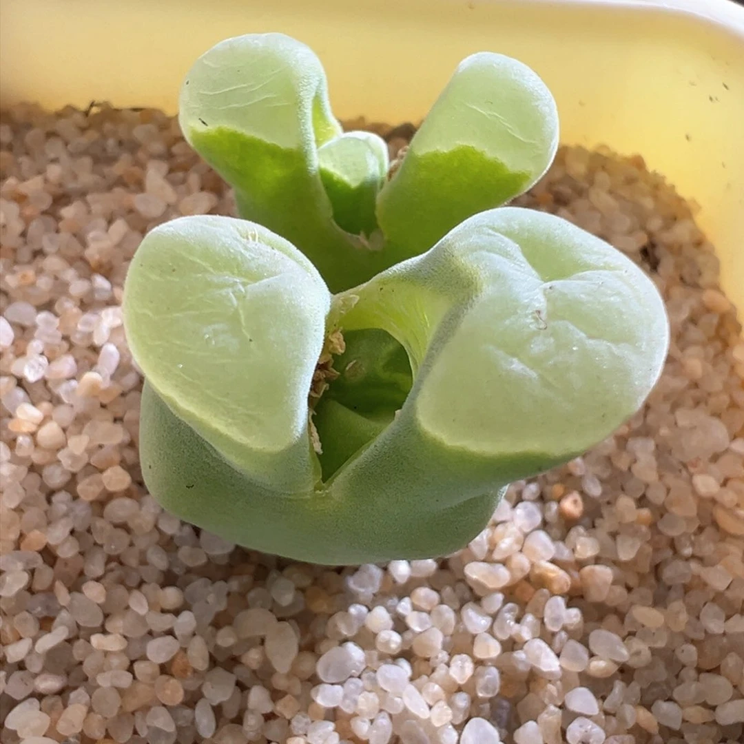 202青蛙优选2151四年半双头母本内四