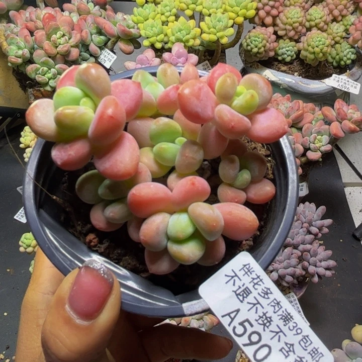 香水洛神590/7cm多肉