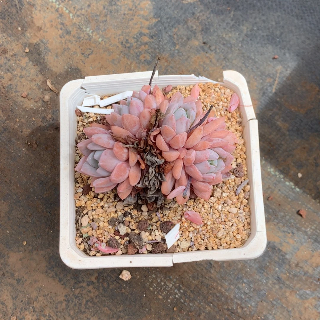 那时候我们已经没有交集没有