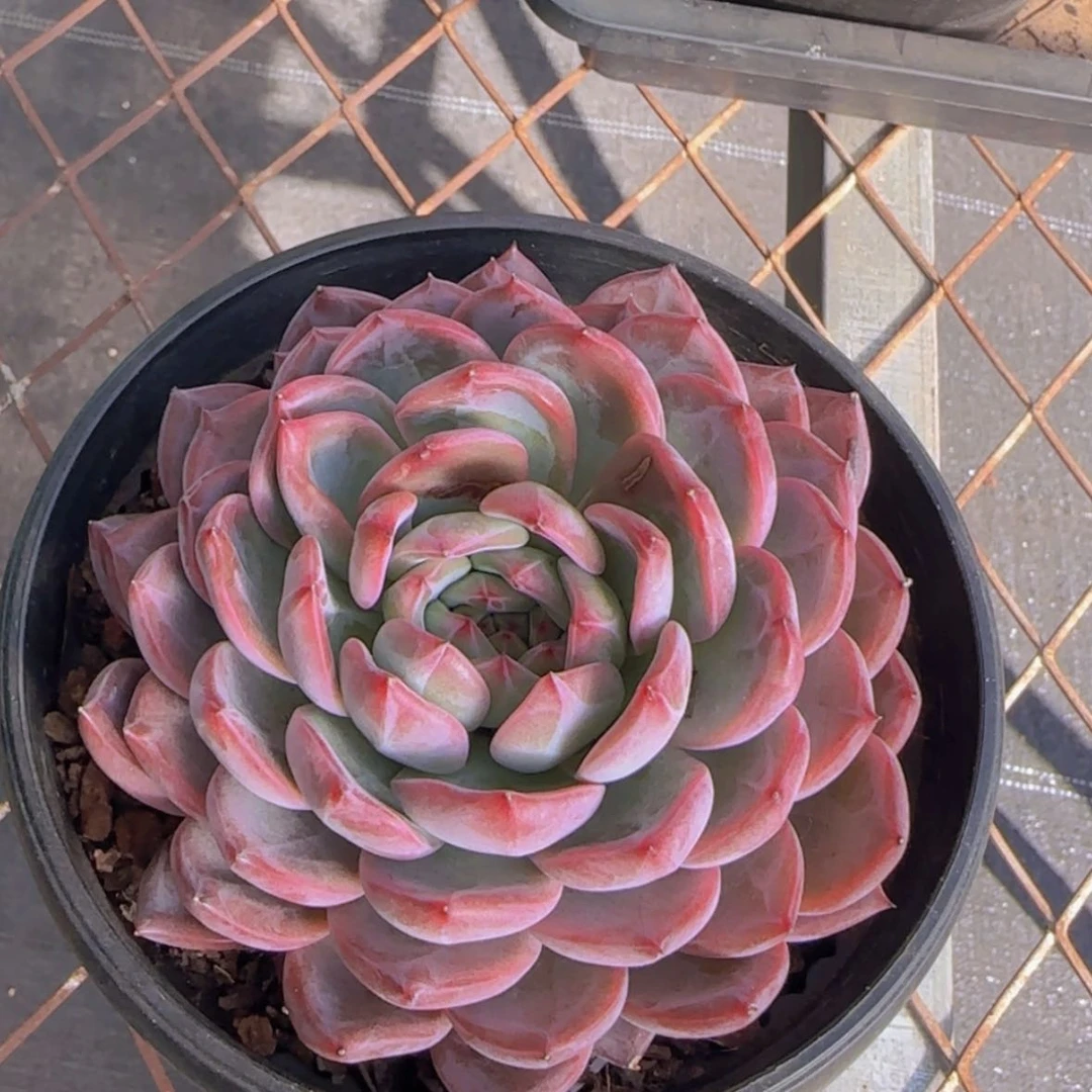 【闪购商品】大红鸾