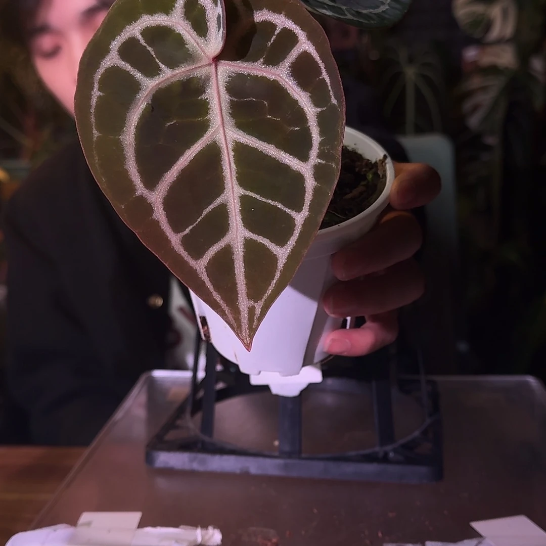 不开花植物C03红铜杂米歇尔