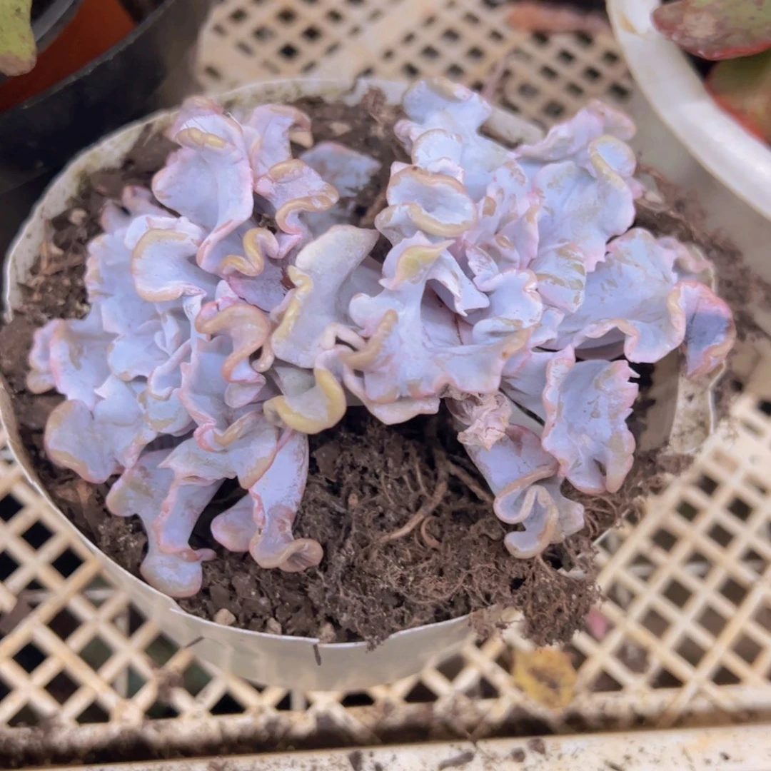 芭蕾舞者双头起发