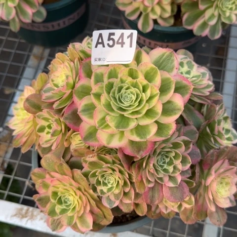 541玉资22厘米左右