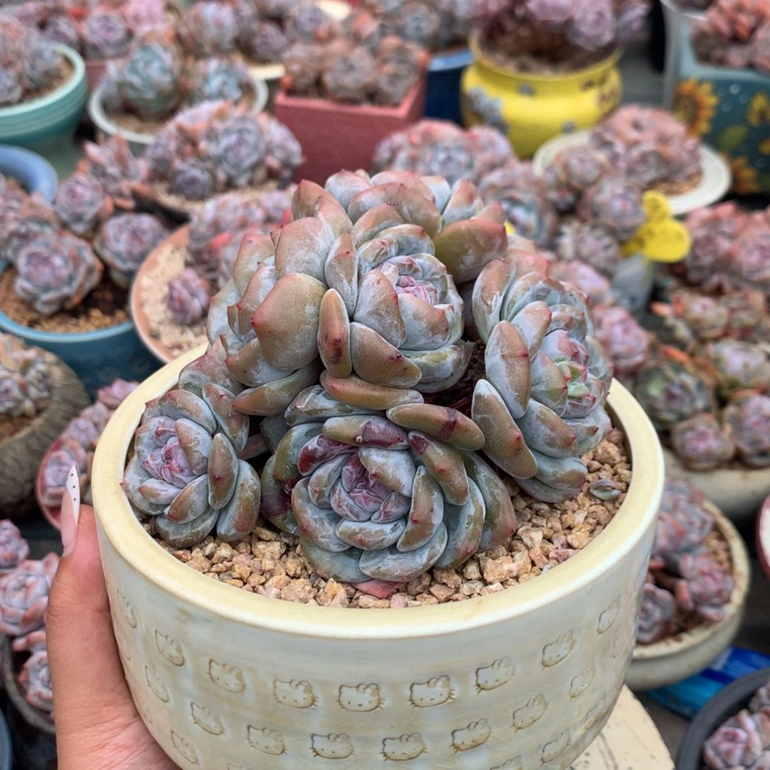 哈哈哈哈哈哈哈61