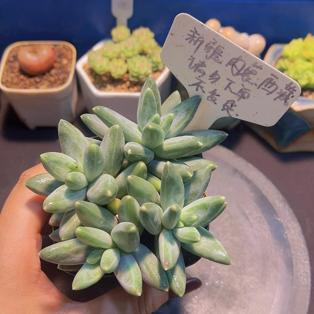 凤羽美人，多肉植物，