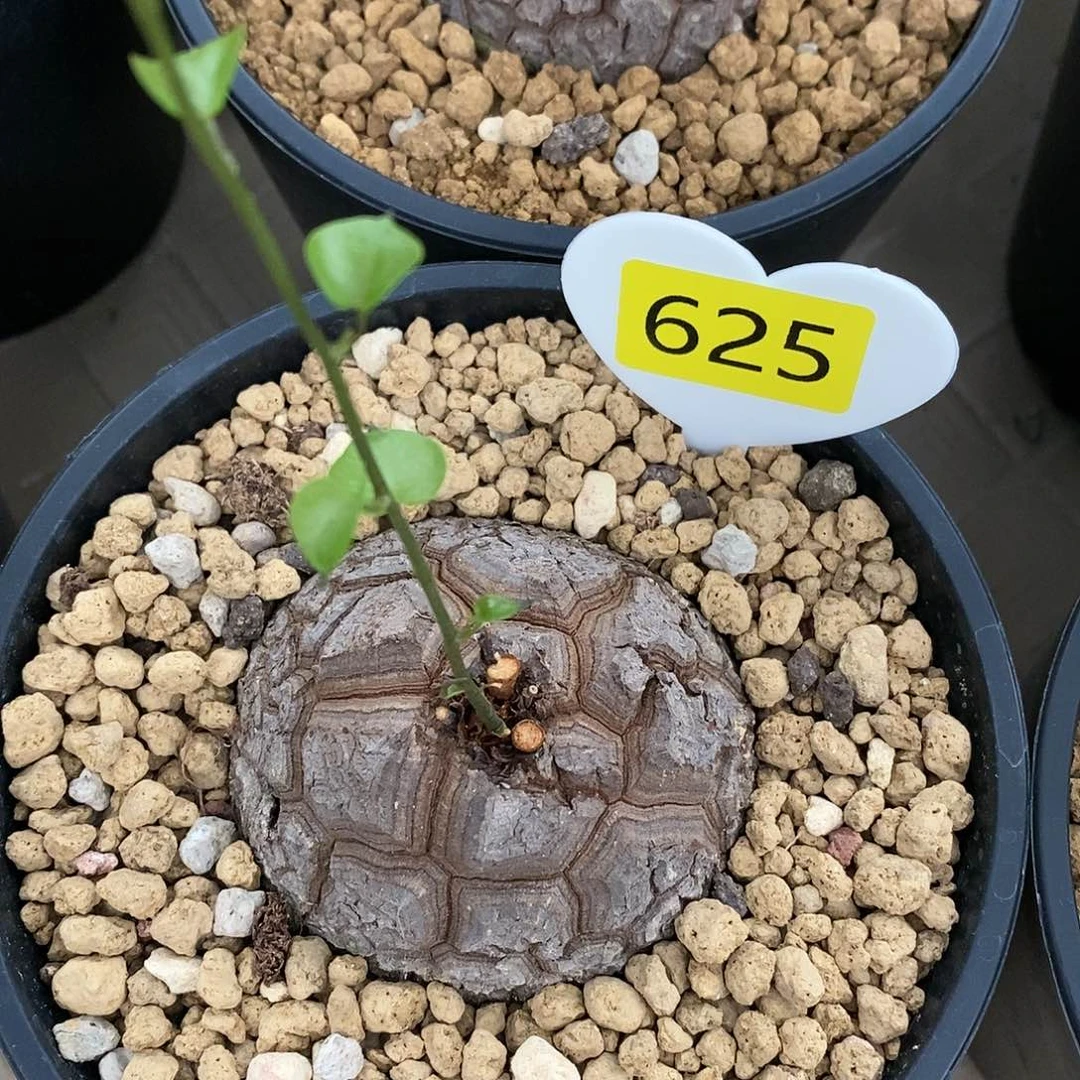 南非龟甲龙龟甲龙