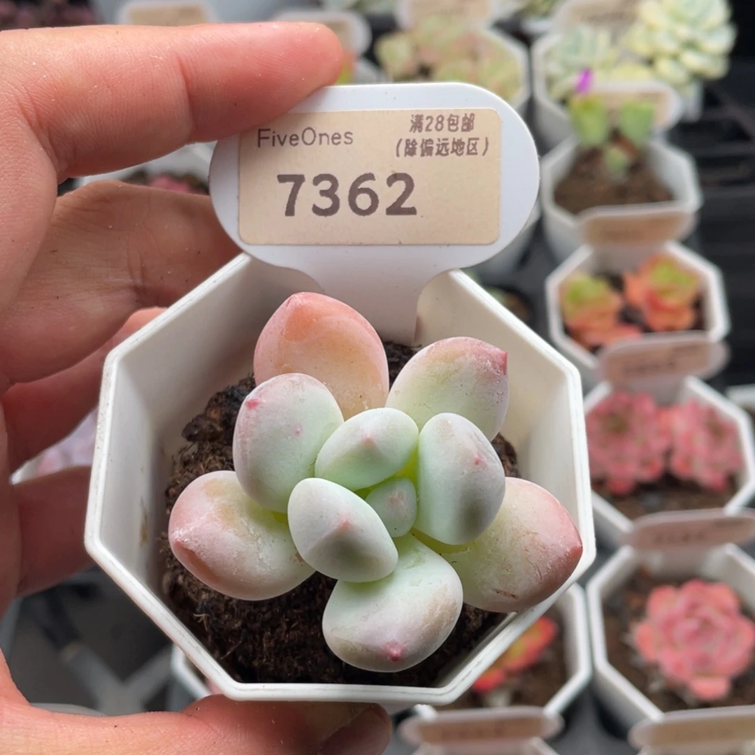 香水7362-5.0厘米