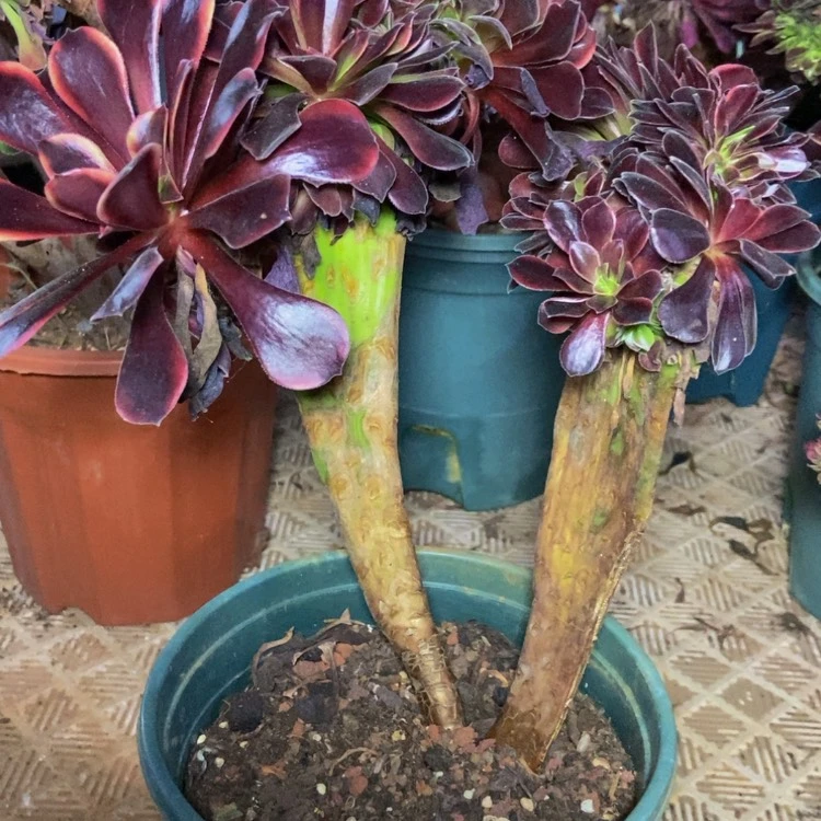 【闪购商品】381欧嘉莉多肉