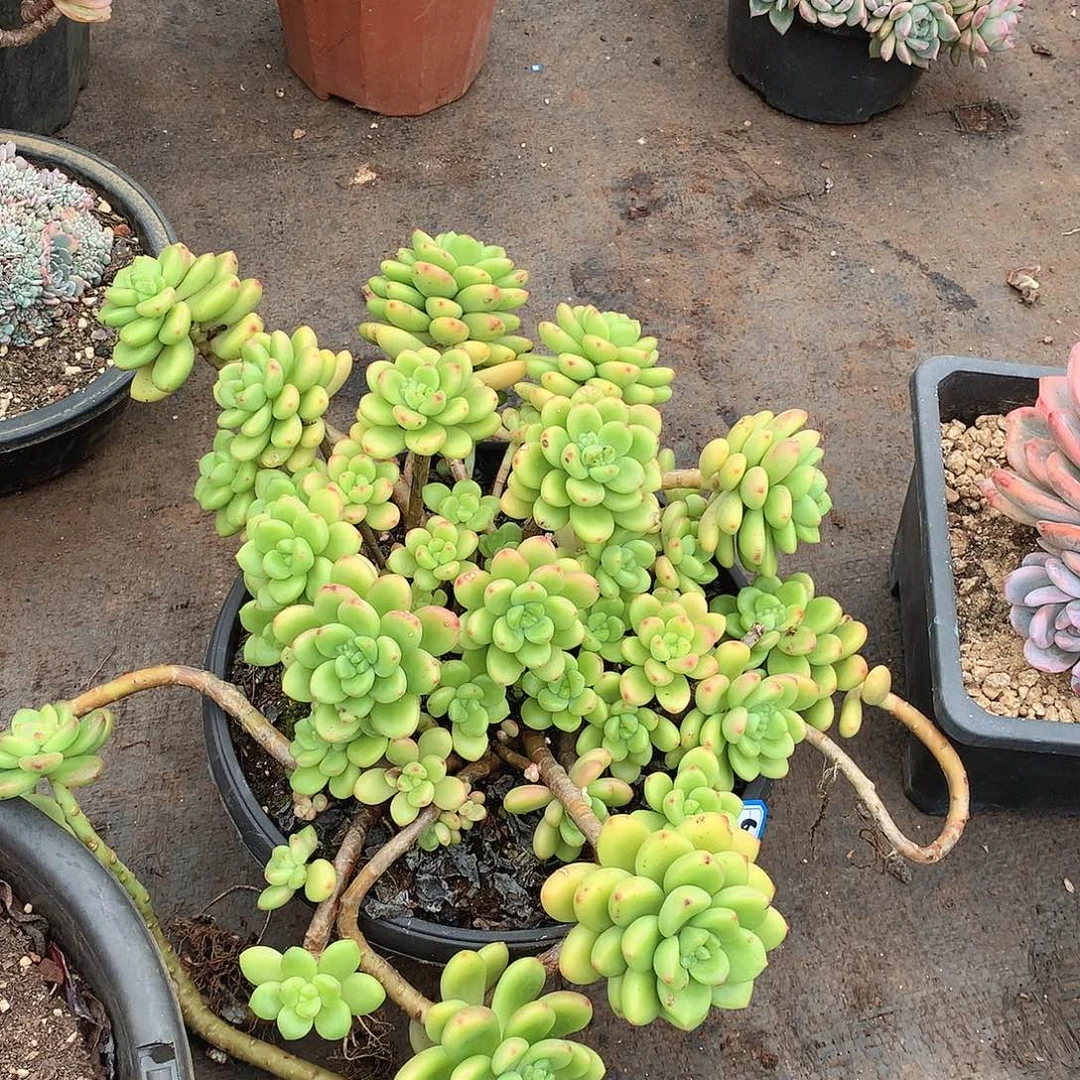 614香格里拉 一物一拍多肉