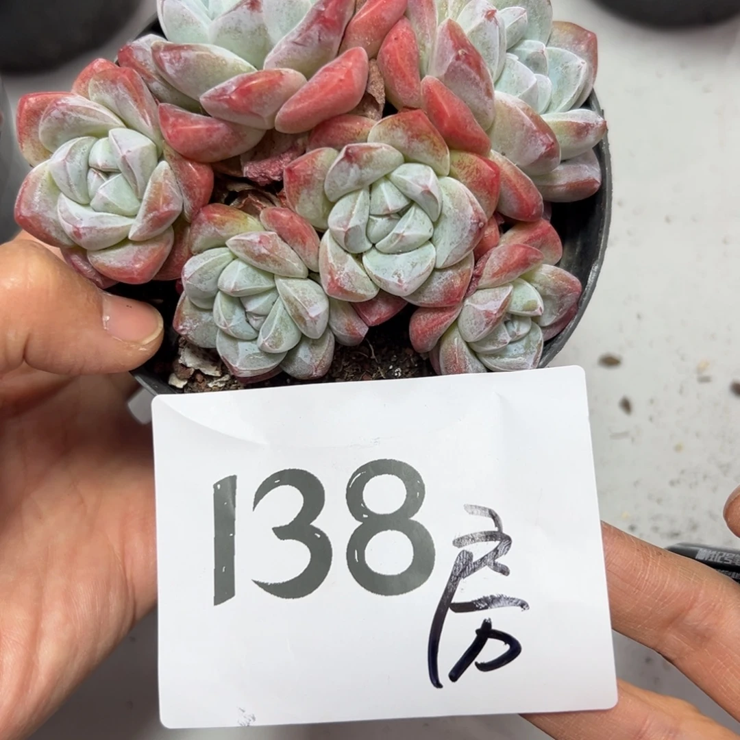 紫***房138、多吃哥哥个哈哈哈