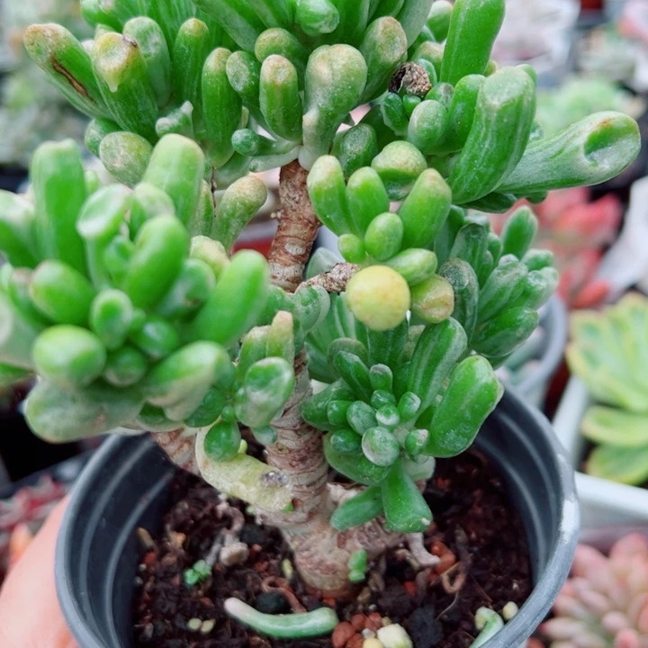吸财树锦多肉植物265