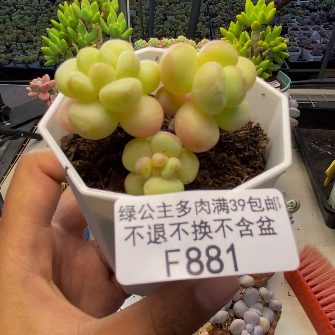 881萤火虫多肉4c m