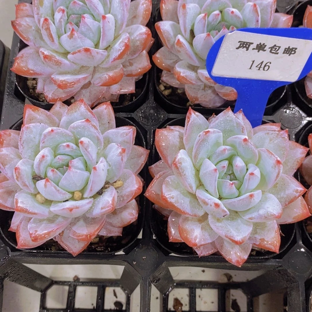 146-优选粉蓝鸟单头一个