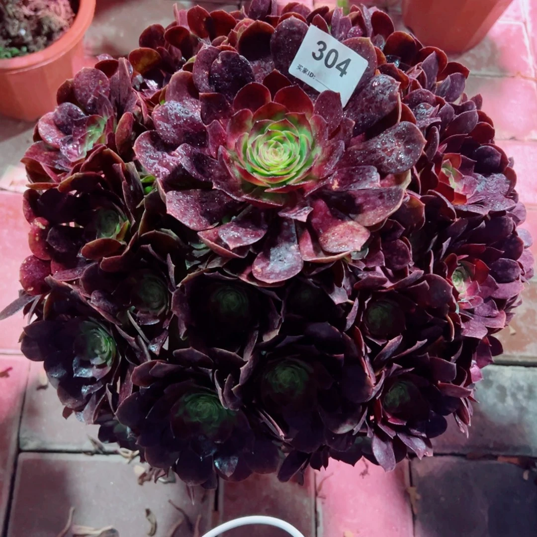 304炽焰莲法师多肉植物