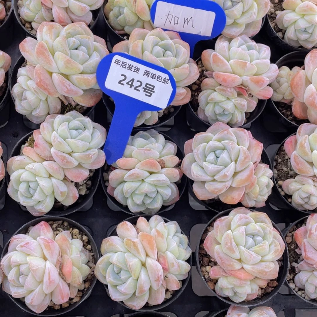 242号奶油凝脂肥冰玉双头一个m