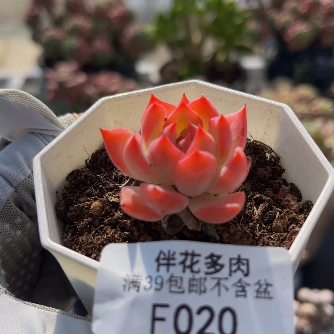 020-法岚西玫瑰多肉2cm