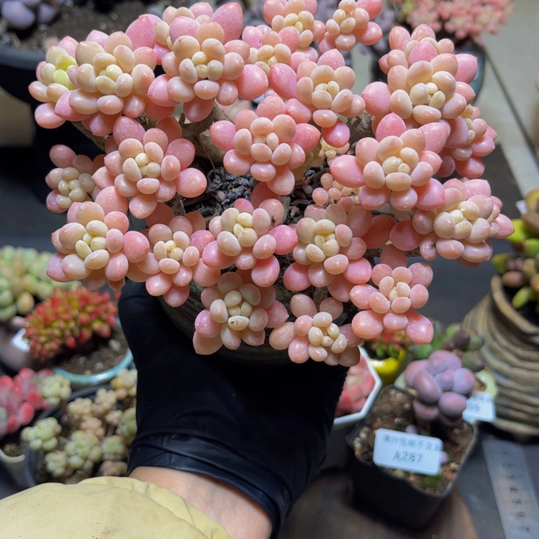 319冰淇淋鱼子酱15厘米多肉