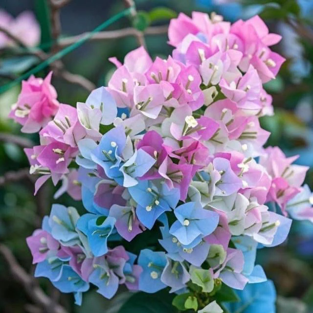 新品三角梅盆栽绿植树苗老桩四季开花适合阳台庭院种植花卉