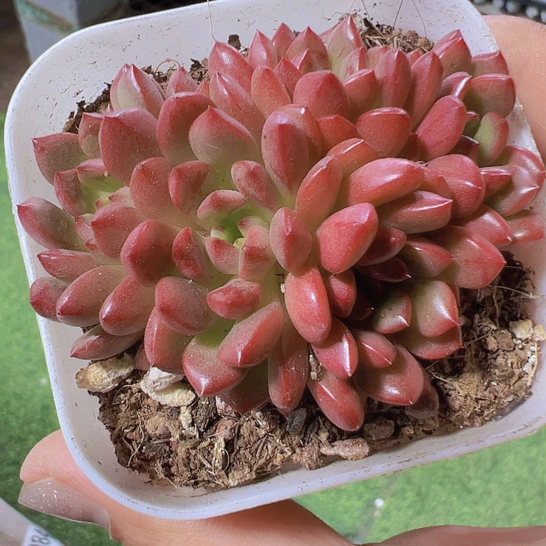 红宝石19包邮多肉植物