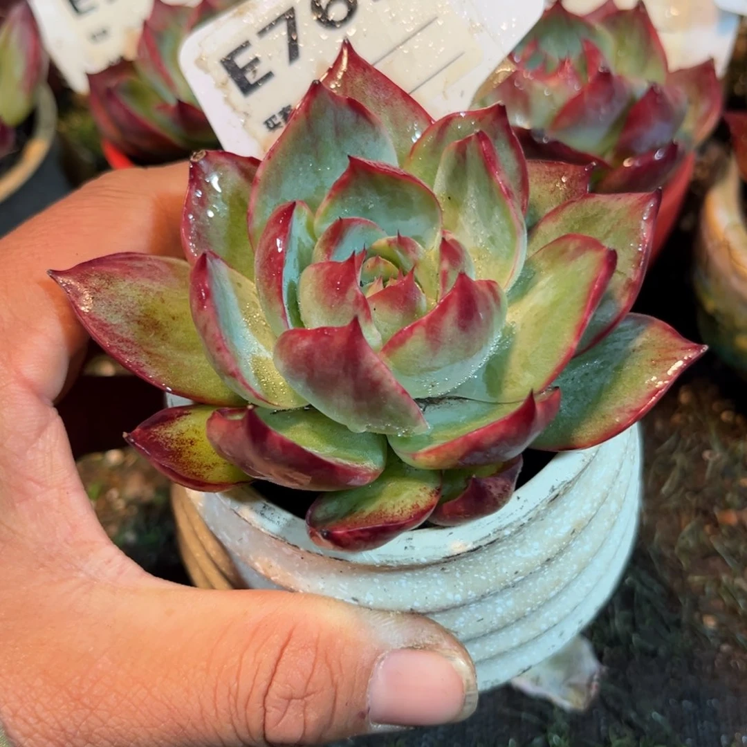 惊鸿一瞥765号多肉