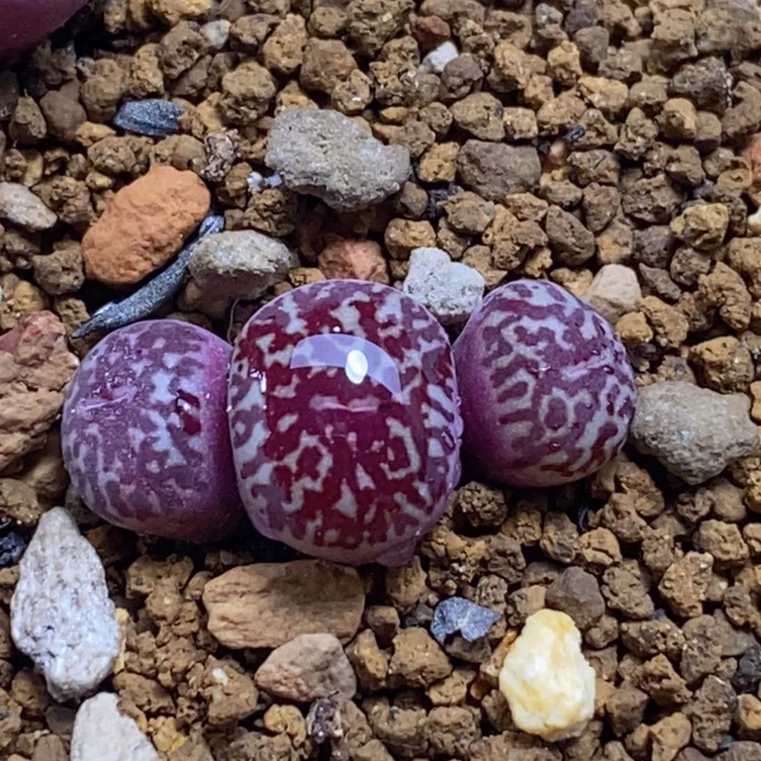 M****?好看好看好看2-0625