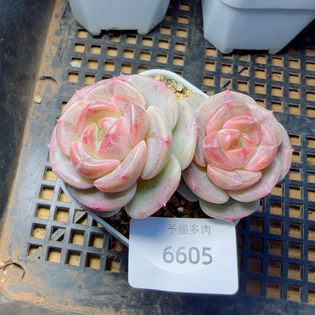 孤品珍妮，6605多肉植物