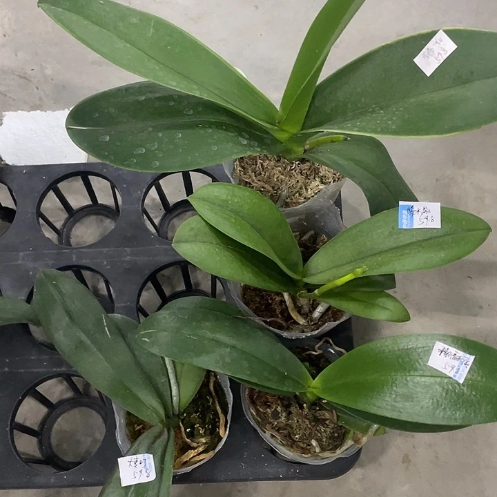 完全开放处理罗格一代3.0➕紫水晶➕雅风香水后代➕大麦町4不售后