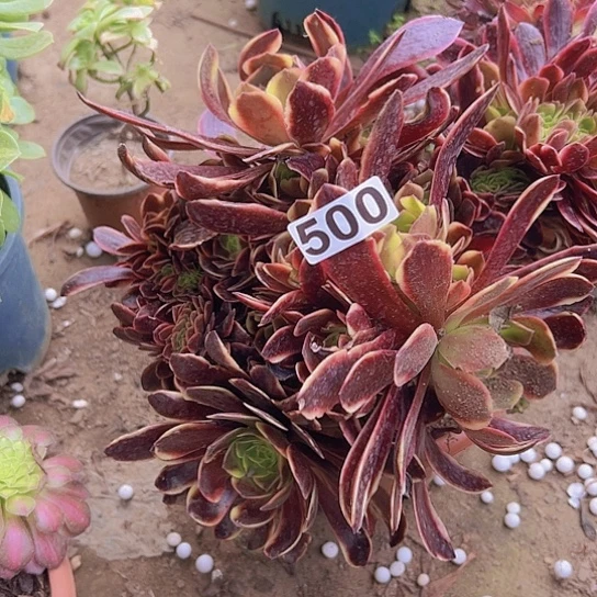 花*嘟多肉植物一个