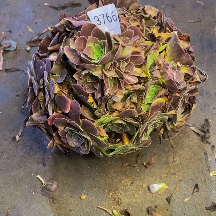 梅花博迪多肉断头不包3766