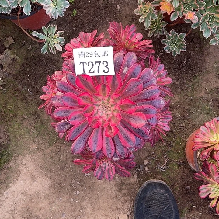 青****273黑铜白多肉植物