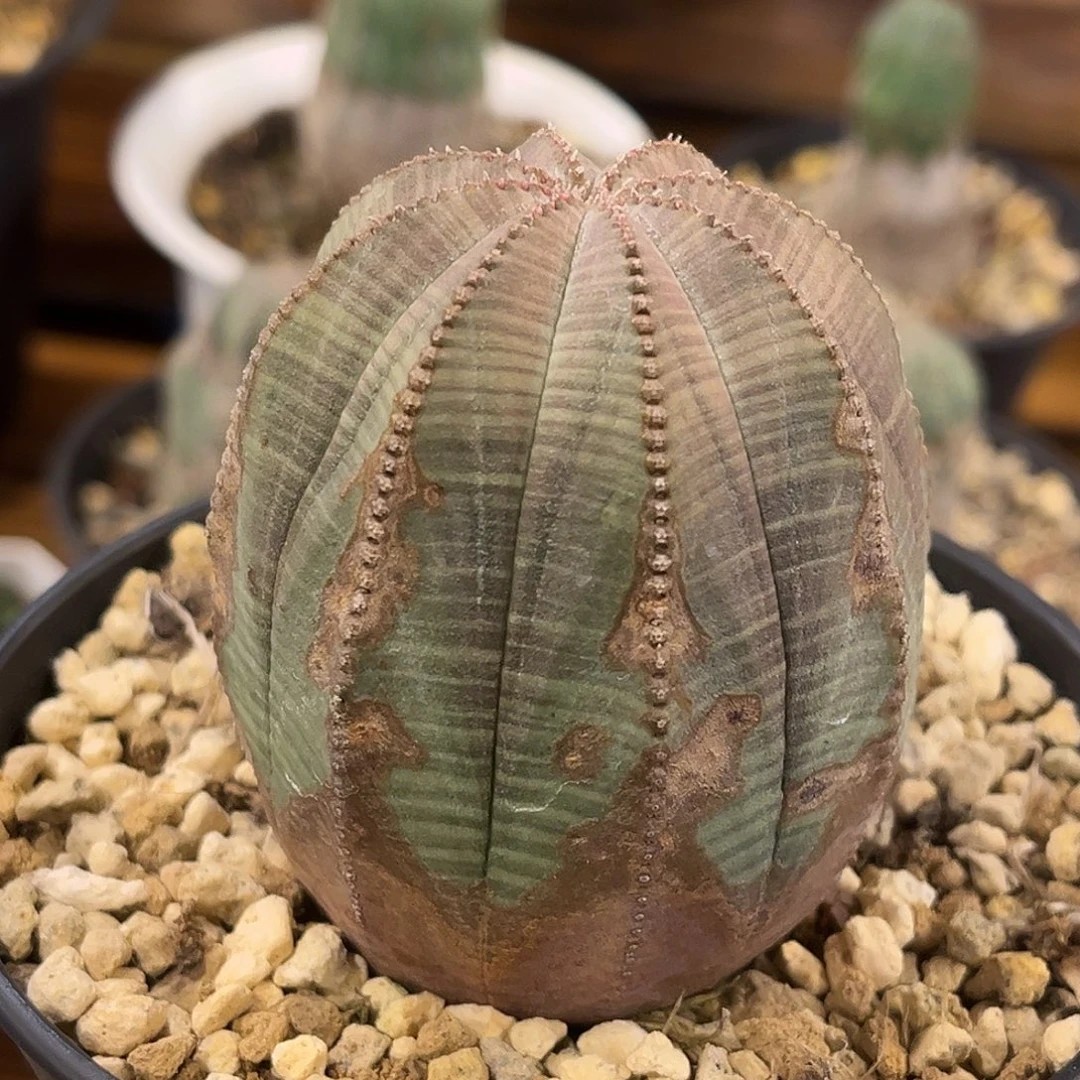 潮流植物 布纹球 老桩 实生