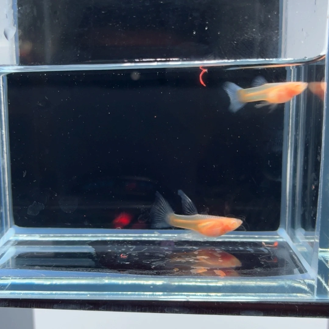 孔雀鱼蓝白玻璃体c一对（15）