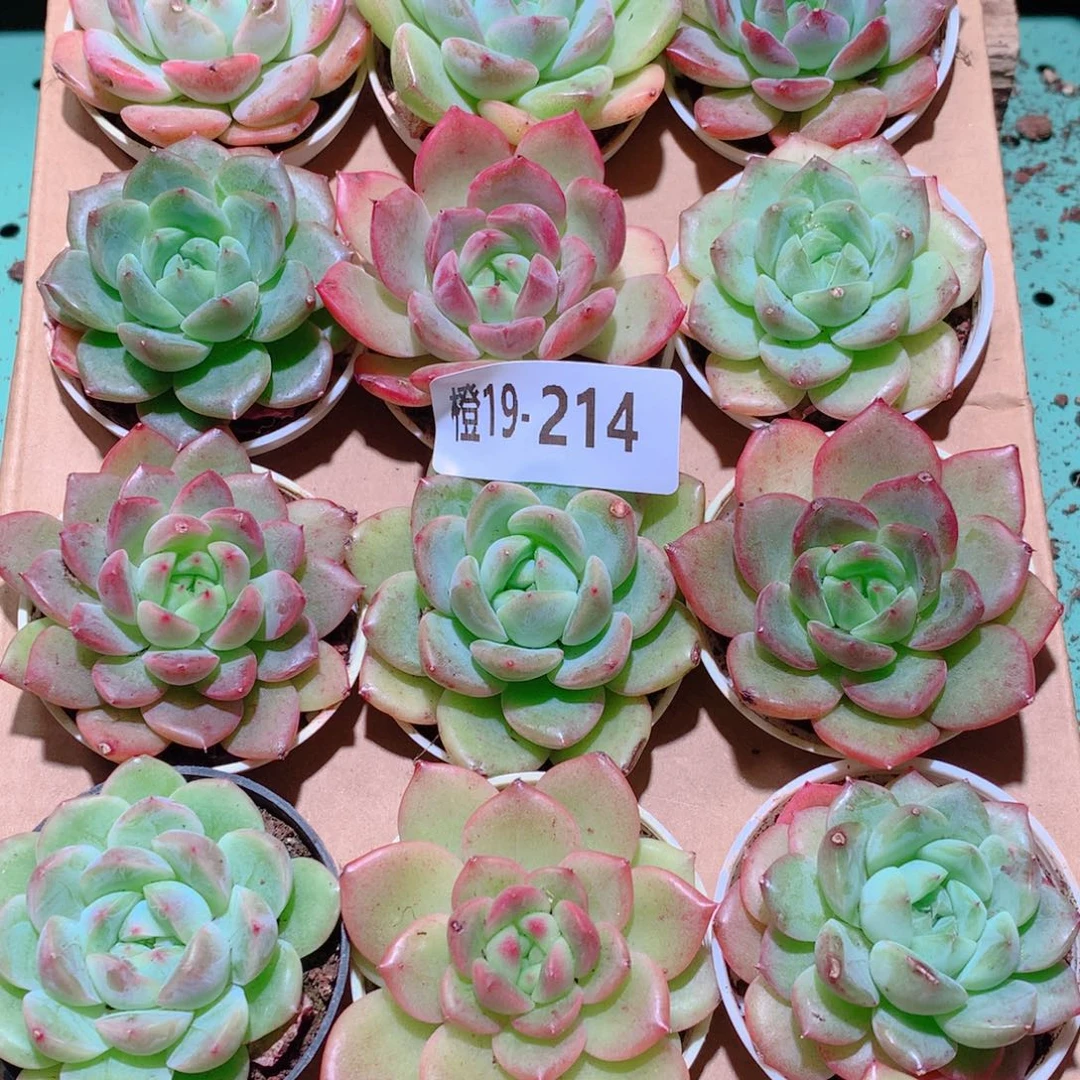 19-214一物一拍多肉带盆18颗