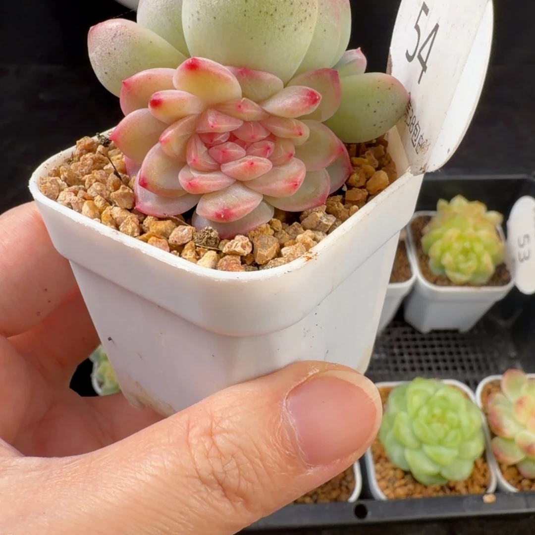 花30缀化一颗54号