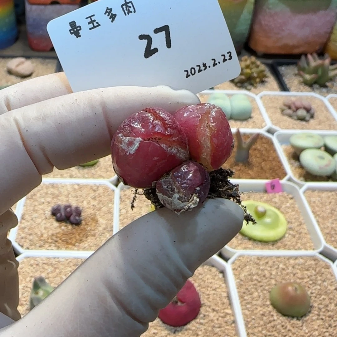 多肉多肉多肉2.23-027 三头灯泡