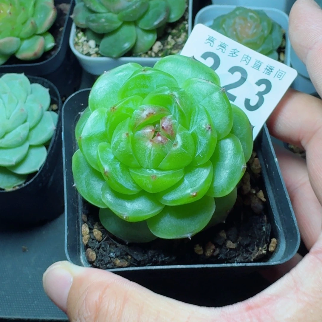 瑶***～幽灵公主            精美多肉植物