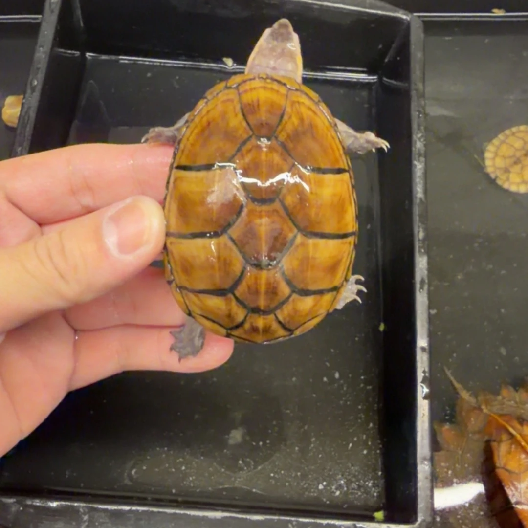 宠物龟不分公母头盔