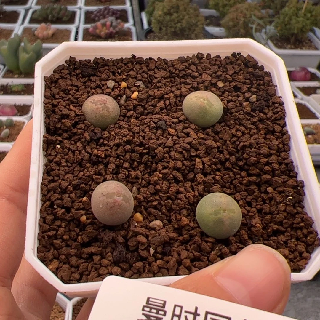 不****情364号大眼空蝉2.9多肉